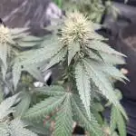 4x4 multi strain