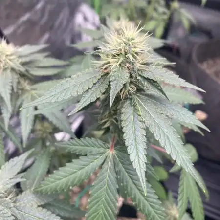 4x4 multi strain