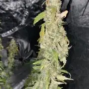 Gorilla cookies s1