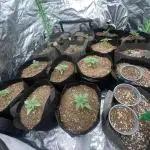 4x4 multi strain