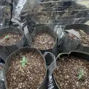 Fast buds rf3 mix pack