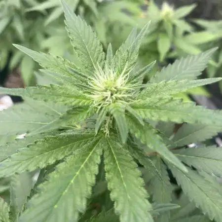 4x4 multi strain