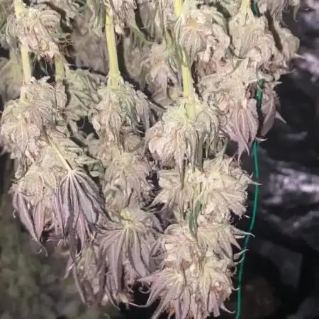 Gorilla Cookies 4x4
