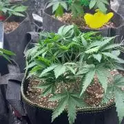 Fast buds rf3 mix pack