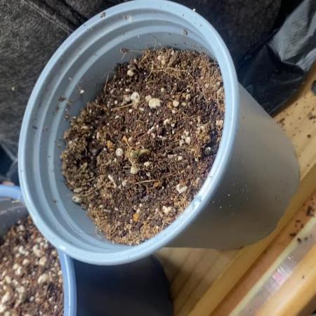 Mix pack autos vs rf3 mix pack  autos