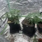 Summertime autos