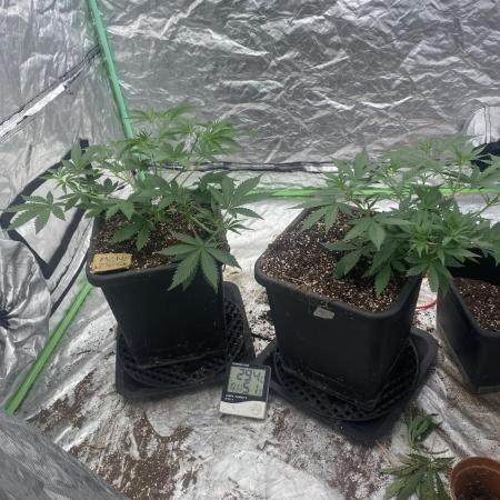 Summertime autos