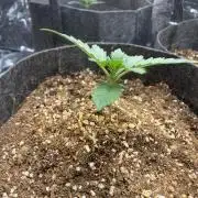 Fast buds rf3 mix pack