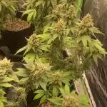 4x4 multi strain