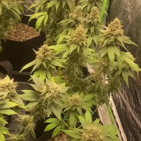 4x4 multi strain