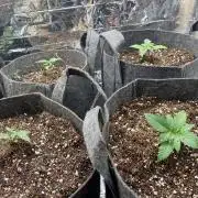 Mix pack autos vs rf3 mix pack  autos