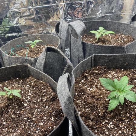 Mix pack autos vs rf3 mix pack  autos