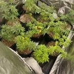 4x4 multi strain