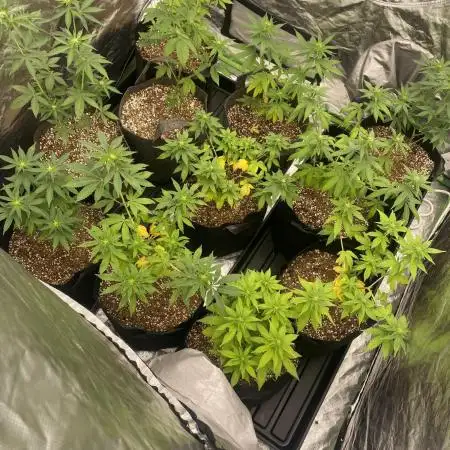 4x4 multi strain