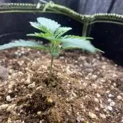 Fast buds rf3 mix pack