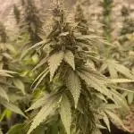 4x4 multi strain