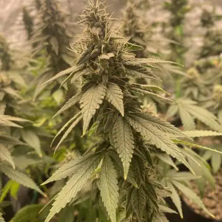 4x4 multi strain
