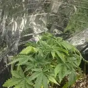 Fast buds rf3 mix pack