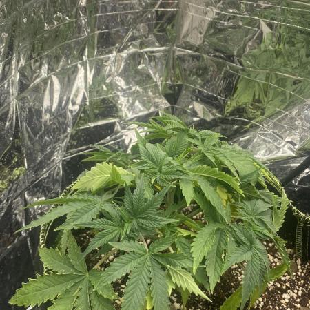 Fast buds rf3 mix pack