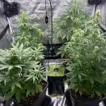 Full Anesia Auto 2