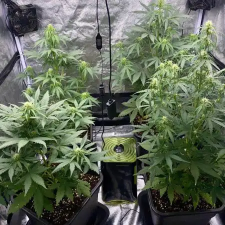 Full Anesia Auto 2