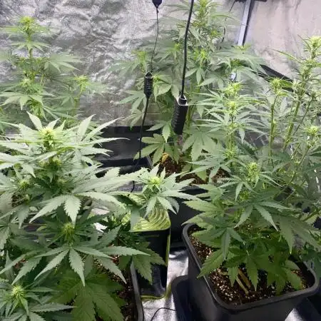 Full Anesia Auto 2