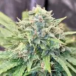 Full Anesia Auto 2