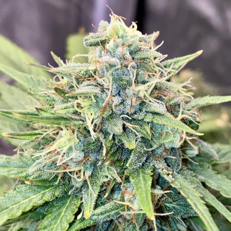 Full Anesia Auto 2