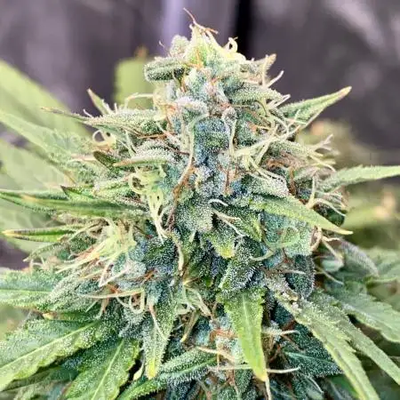 Full Anesia Auto 2