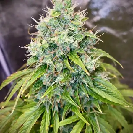 Full Anesia Auto 2
