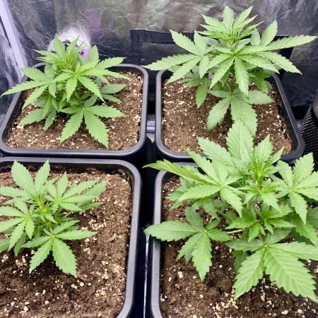 Full Anesia Auto 2