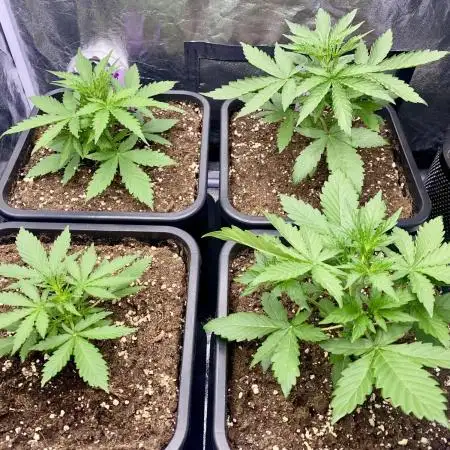 Full Anesia Auto 2