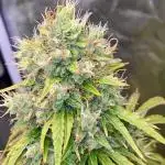 Full Anesia Auto 2