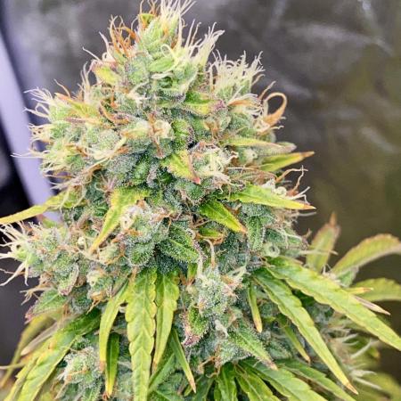 Full Anesia Auto 2