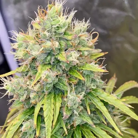 Full Anesia Auto 2