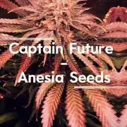 Anesia fem