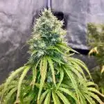 Full Anesia Auto 2