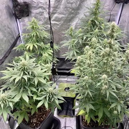 Full Anesia Auto 2