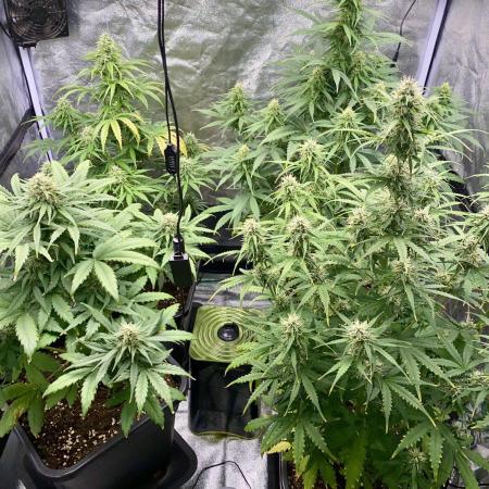 Full Anesia Auto 2