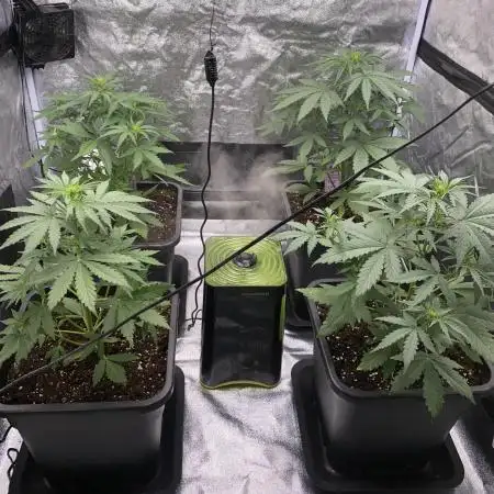 Full Anesia Auto 2