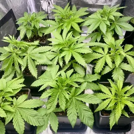 Anesia fem