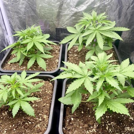 Full Anesia Auto 2