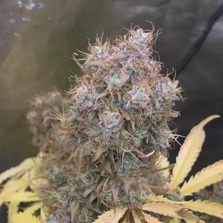 Full Anésia Auto