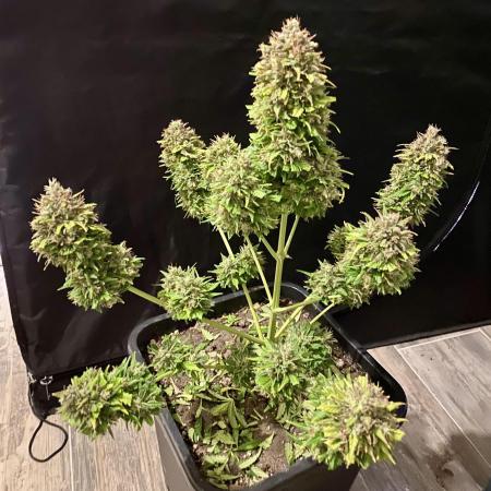 Full Anesia Auto 2
