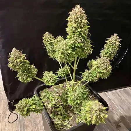 Full Anesia Auto 2