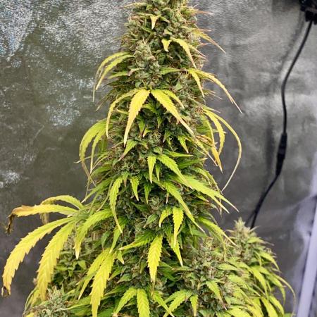 Full Anesia Auto 2