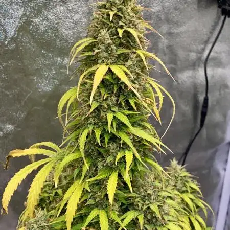 Full Anesia Auto 2