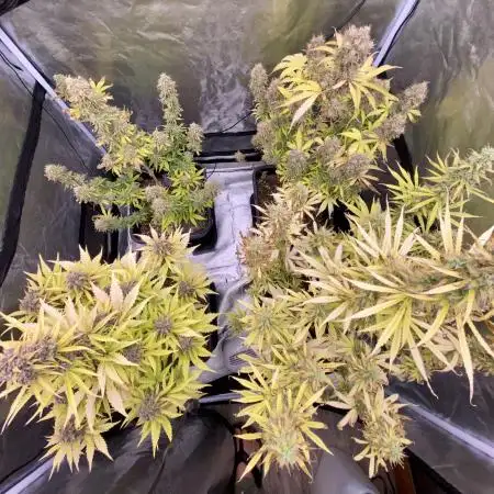 Full Anésia Auto