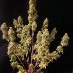Full Anésia Auto