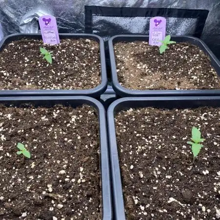 Full Anesia Auto 2